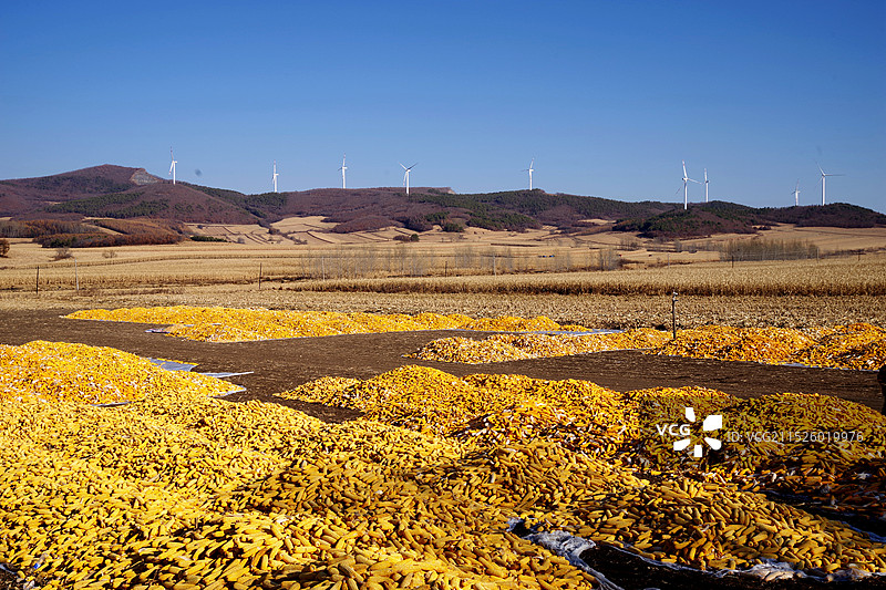 秋收玉米图片素材