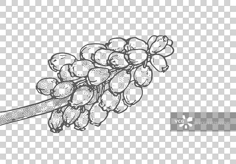 白色背景上的春季花卉线条画图片素材