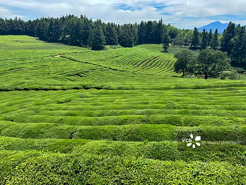 眉山洪雅县茶园图片素材