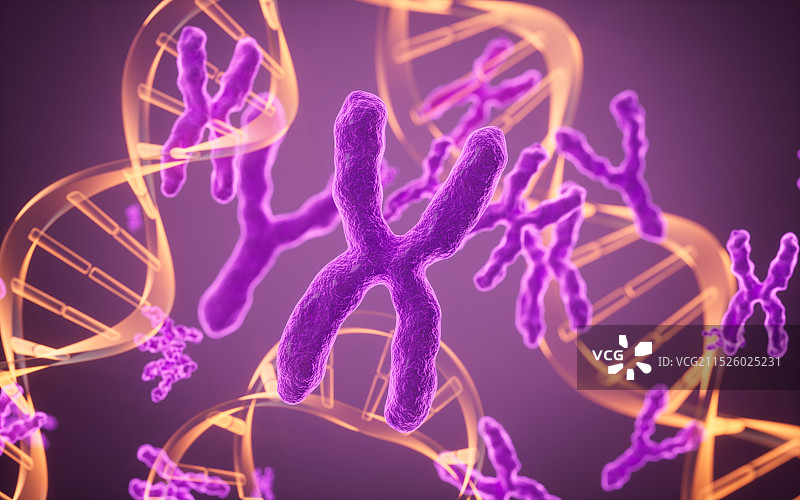 人类染色体和DNA模型3D渲染图片素材