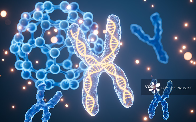 人类染色体和分子生物模型3D渲染图片素材