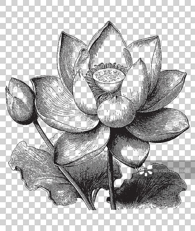 复古睡莲花版画图片素材