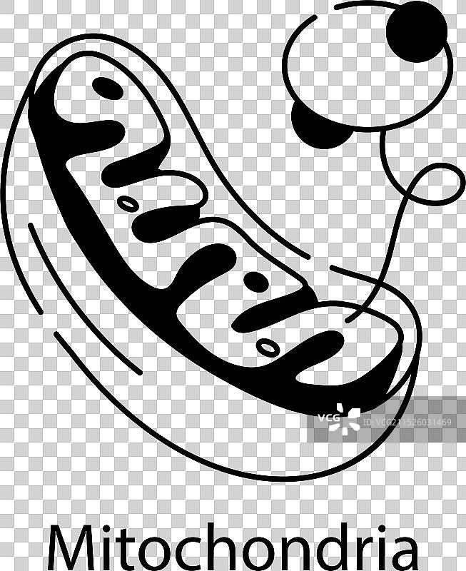 线粒体图片素材