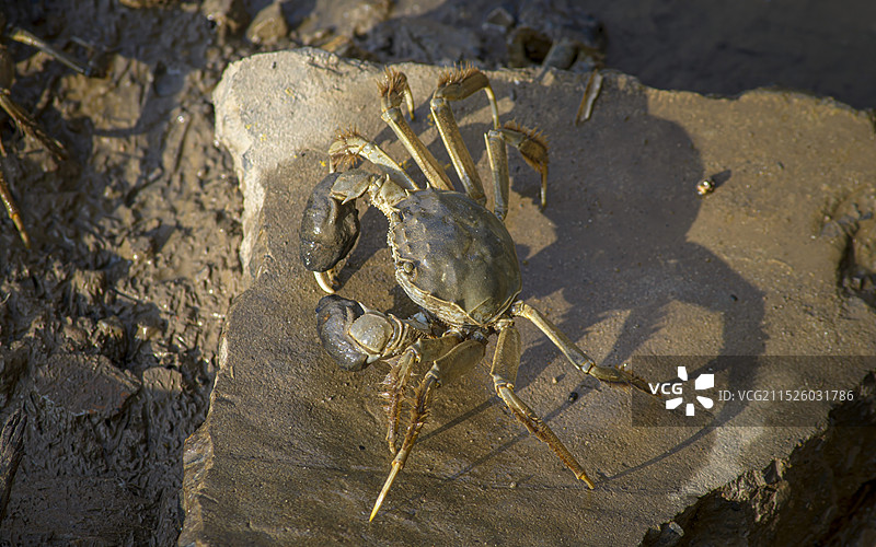 天津小站稻田蟹特写图片素材
