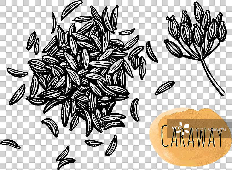 葛缕子籽墨水草图图片素材