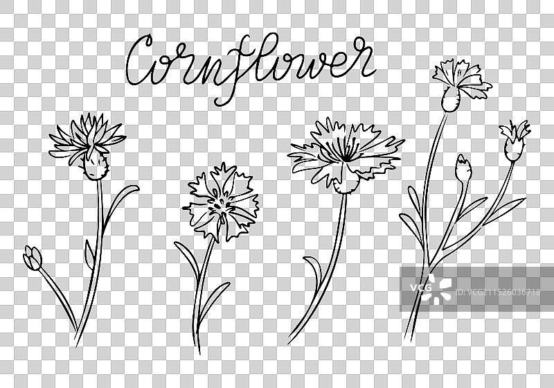 带有矢车菊花朵的 floral 轮廓涂鸦集图片素材