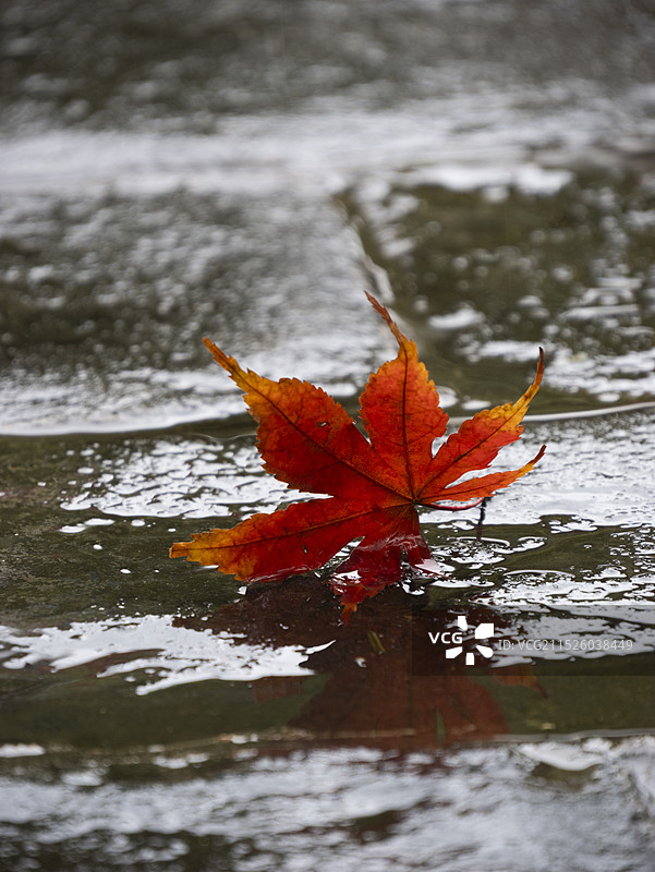 秋季秋雨下的枫叶图片素材