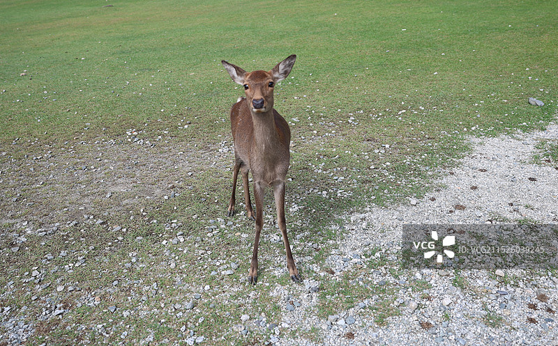 日本奈良的小鹿图片素材