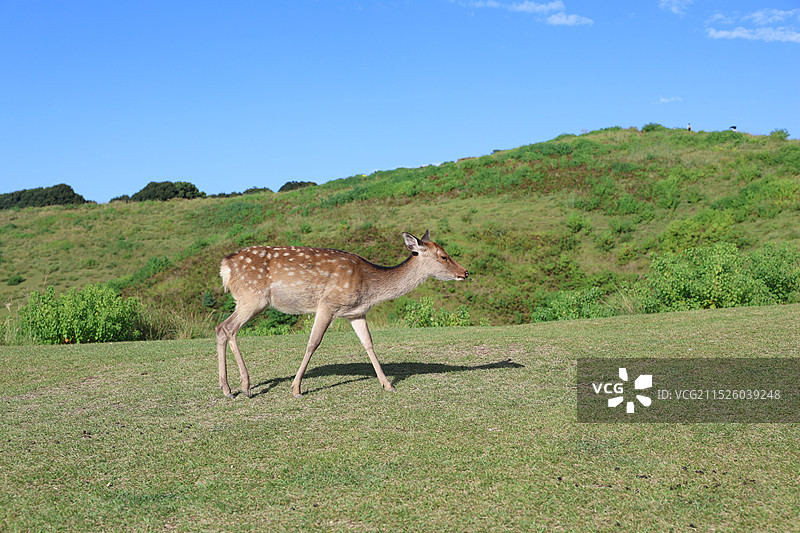 日本奈良的小鹿图片素材