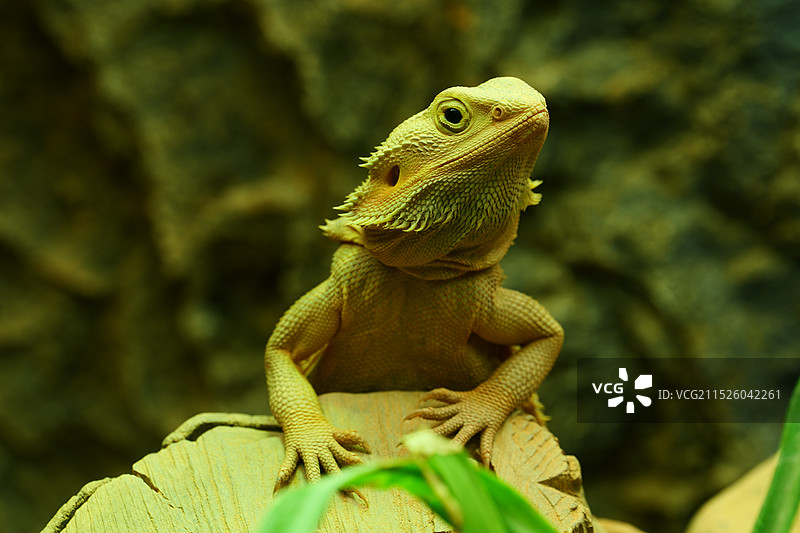 动物园图片素材