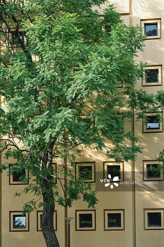 南非太阳城度假村，酒店外的参天大树图片素材