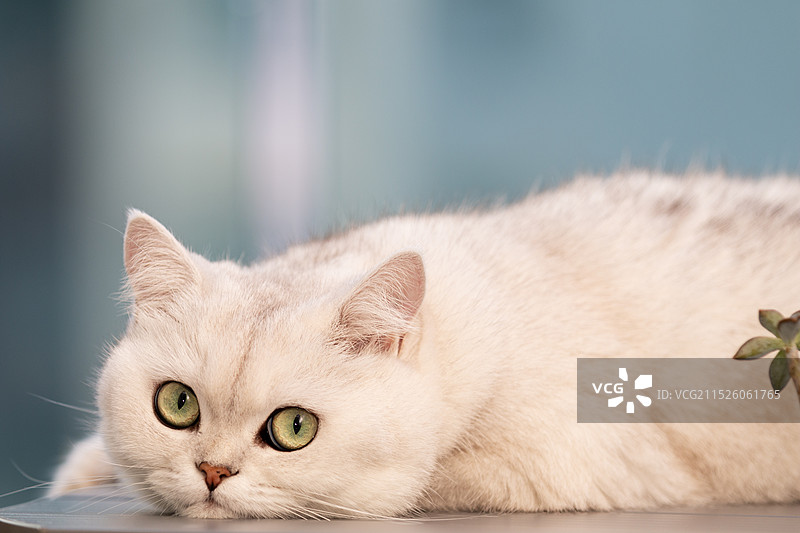 趴在桌子上看镜头的可爱银渐层宠物猫特写图片素材
