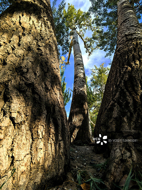 莫高窟的树图片素材