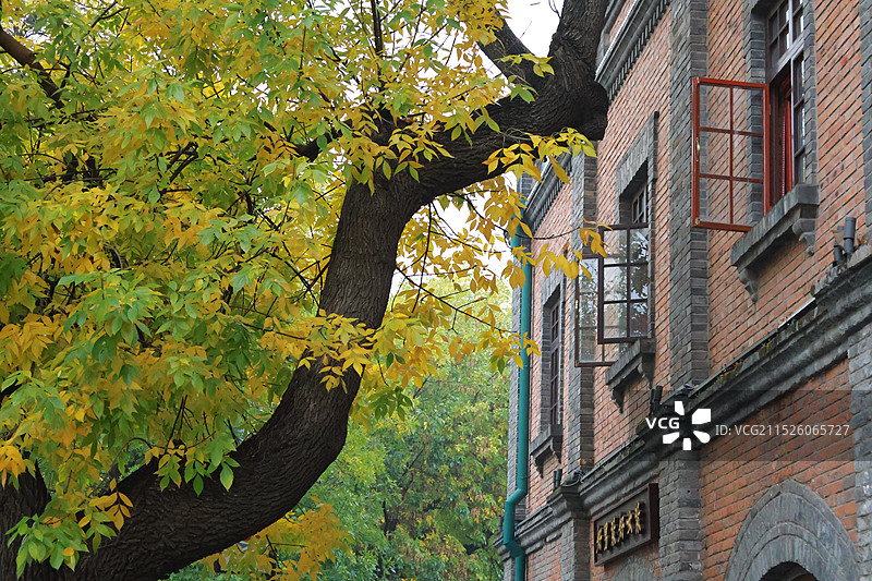 北京五四大街秋景图片素材