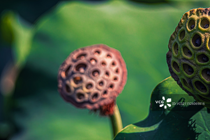枯萎的莲蓬图片素材