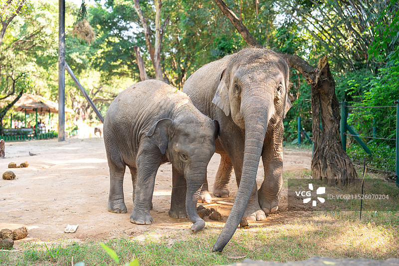 大象和小象图片素材