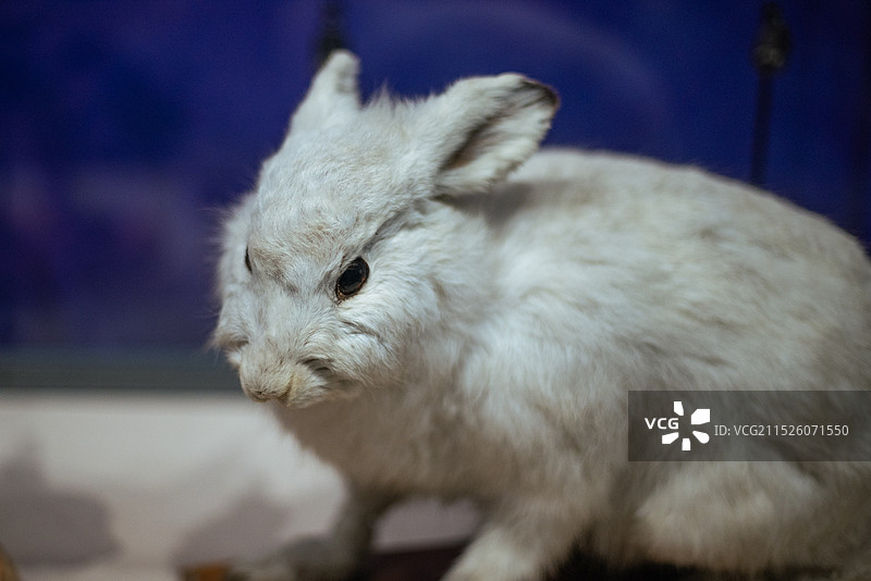 大连自然博物馆动物标本系列图片素材