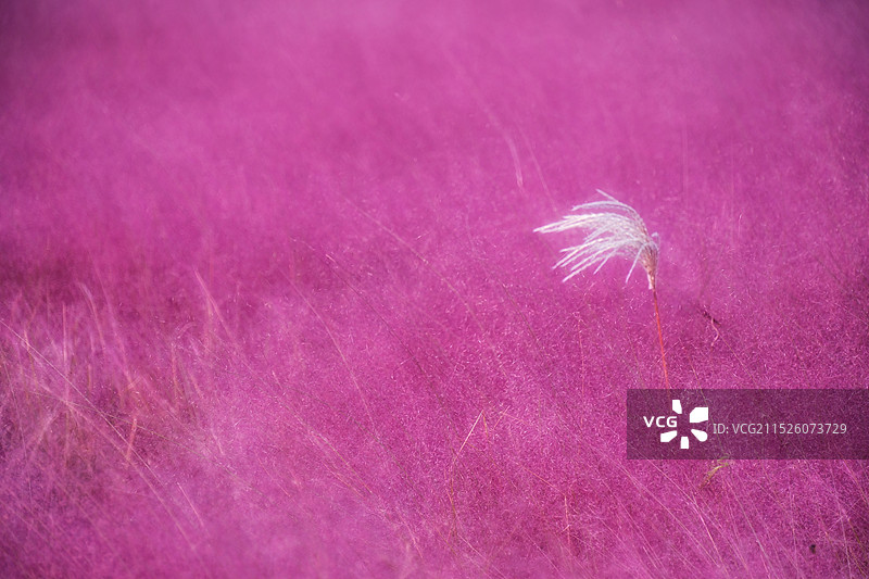 紫花植物野外特写。秋天粉黛乱子草。十一小长假。荻花图片素材
