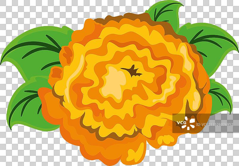 绿色叶子的万寿菊花朵图片素材