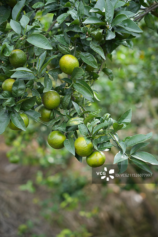 广西蜜橘果园，橘子，柑橘图片素材