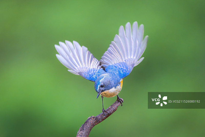 陆陆续续拍的鸟图片素材