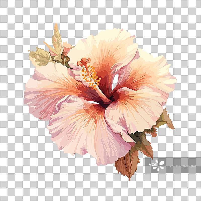 水彩芙蓉花抽象元素图片素材