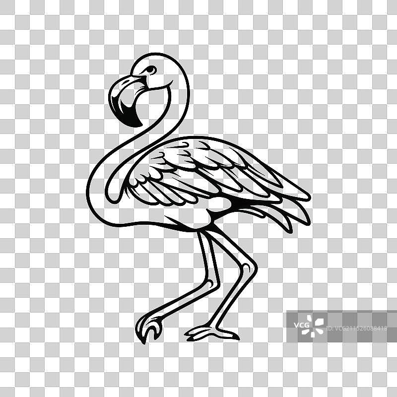 火烈鸟手绘线条画图片素材