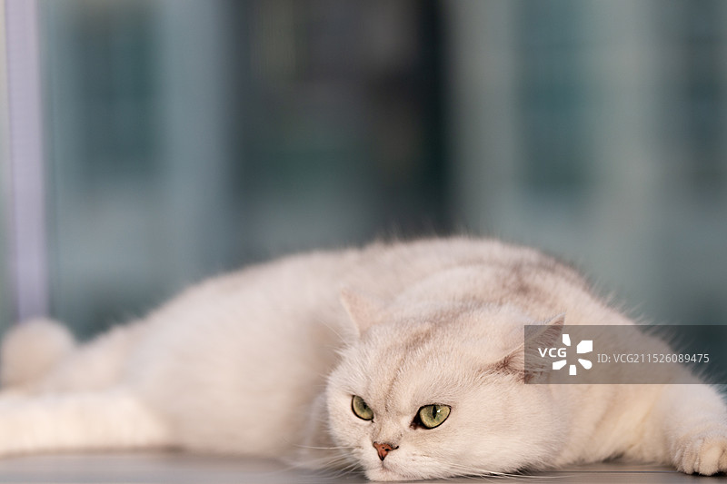 趴在桌子上看镜头的可爱白色银渐层英短宠物猫特写图片素材