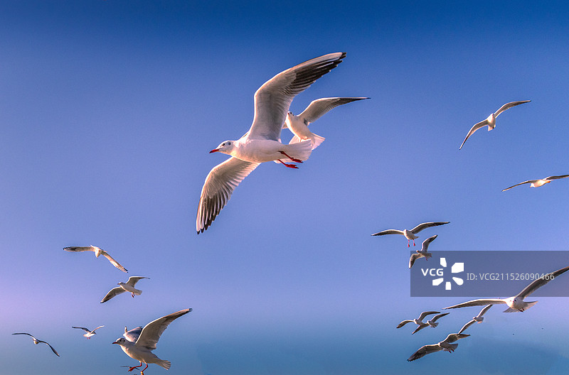 初冬来自西伯利亚的红嘴鸥在昆明滇池快乐生活图片素材