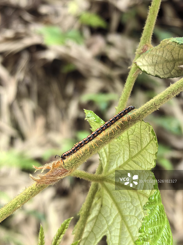 藤蔓上的蜈蚣千足虫图片素材
