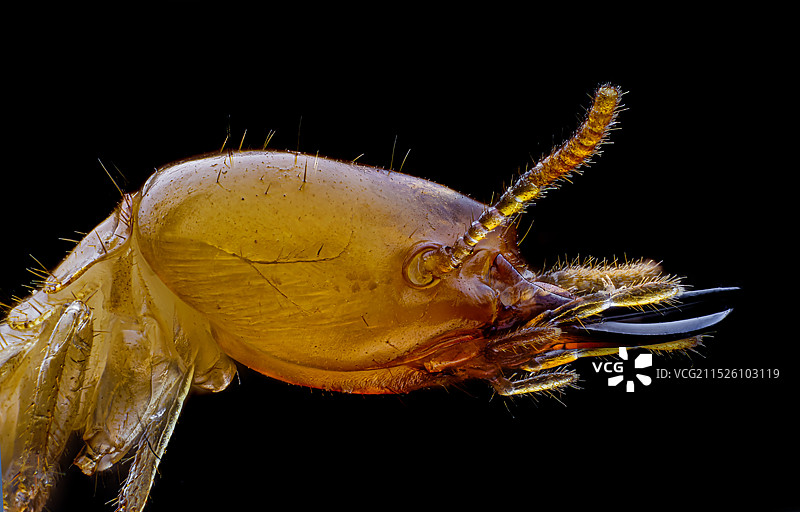 白蚁头像特写图片素材