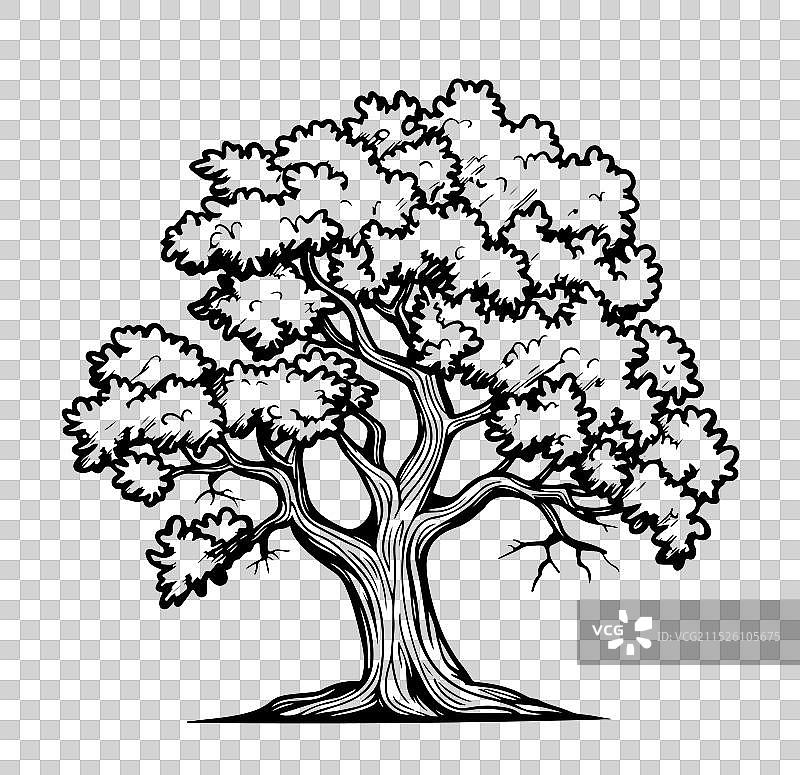 手绘复古风格橡树墨水草图图片素材