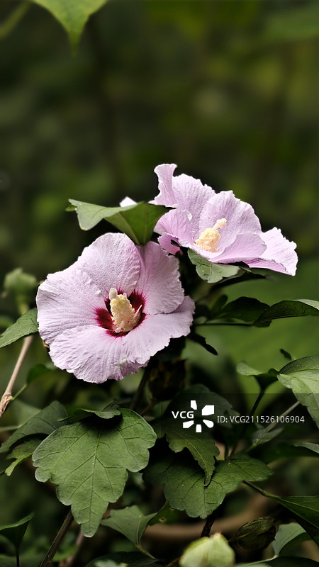 祖国的花，千姿百态图片素材