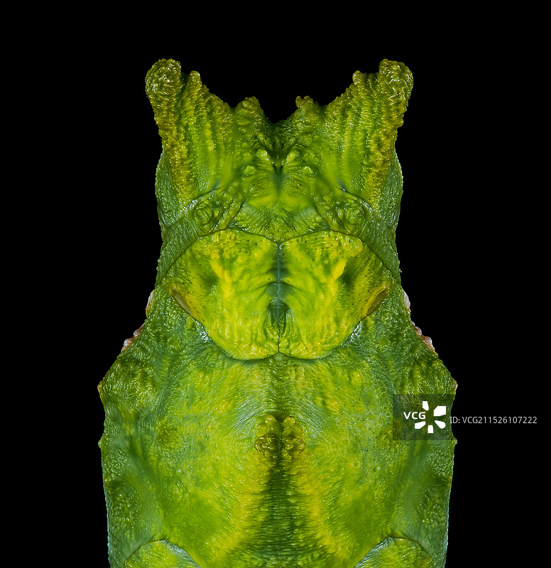 玉带凤蝶蛹图片素材