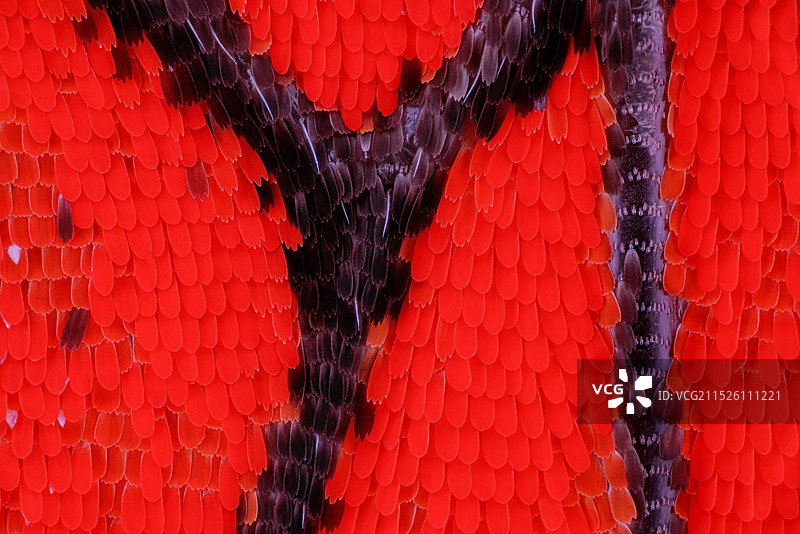 蝴蝶翅膀鳞片图片素材