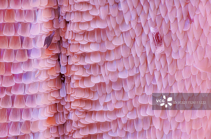 蝴蝶翅膀鳞片图片素材