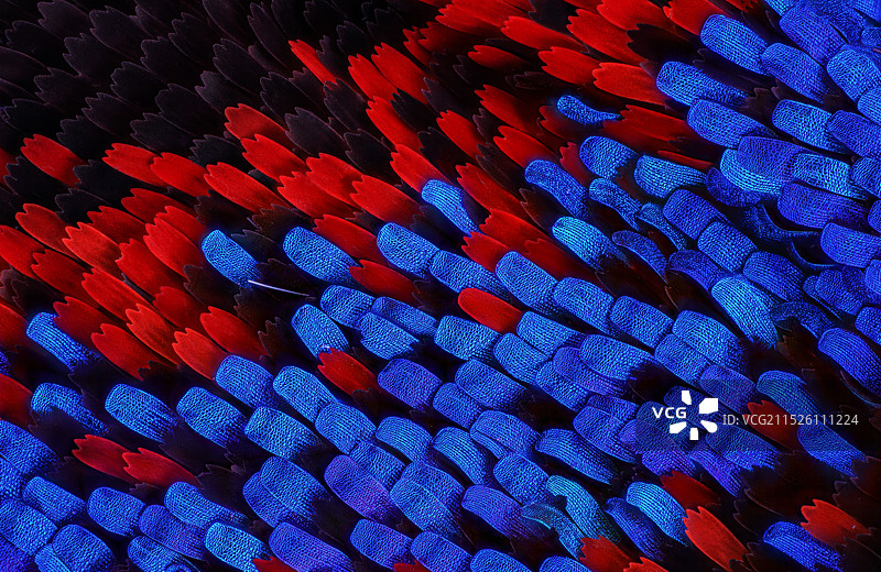 蝴蝶翅膀鳞片图片素材