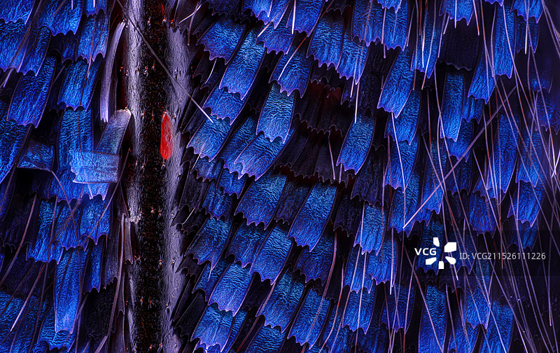 蝴蝶翅膀鳞片图片素材