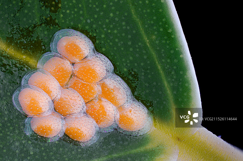 朱红毛斑蛾幼虫图片素材