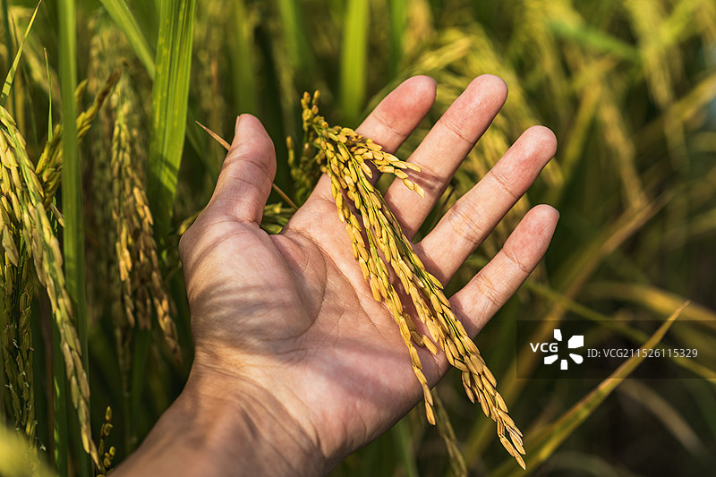 秋收金色水稻图片素材