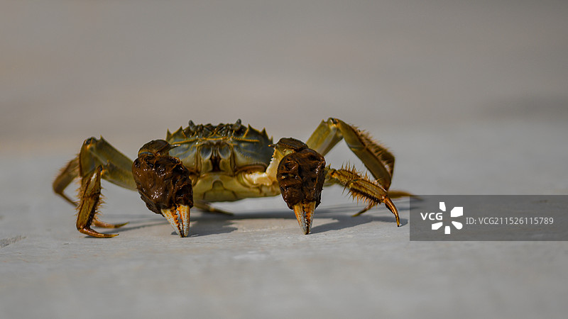 横行霸道的阳澄湖大闸蟹一组图片素材