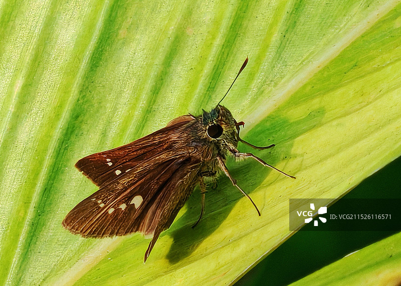 稻弄蝶视图图片素材