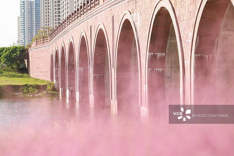 粉黛乱子草图片素材