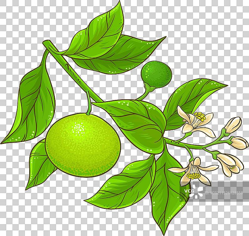 橘子树枝彩色细节图片素材