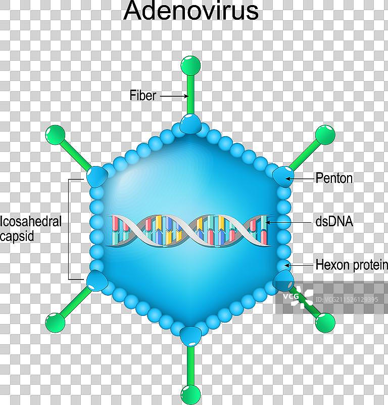 腺病毒结构，病毒粒子解剖特写图片素材