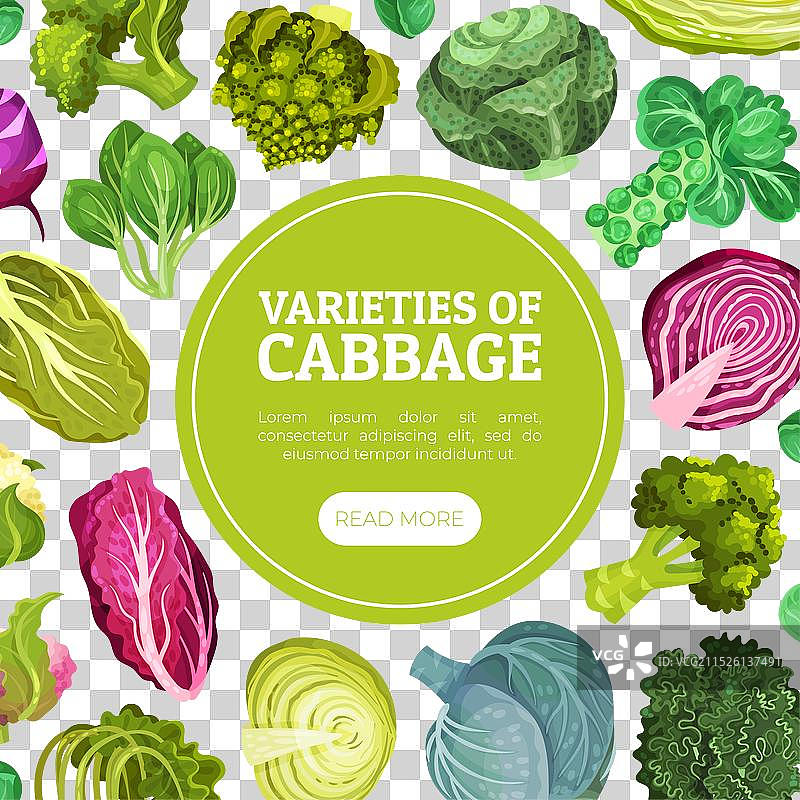 带农作物的卷心菜蔬菜banner设计图片素材