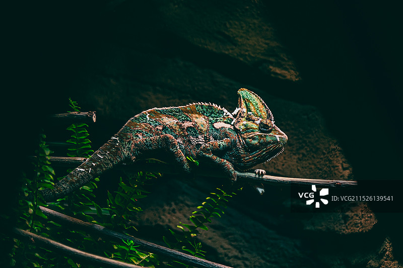 南京红山森林动物园图片素材