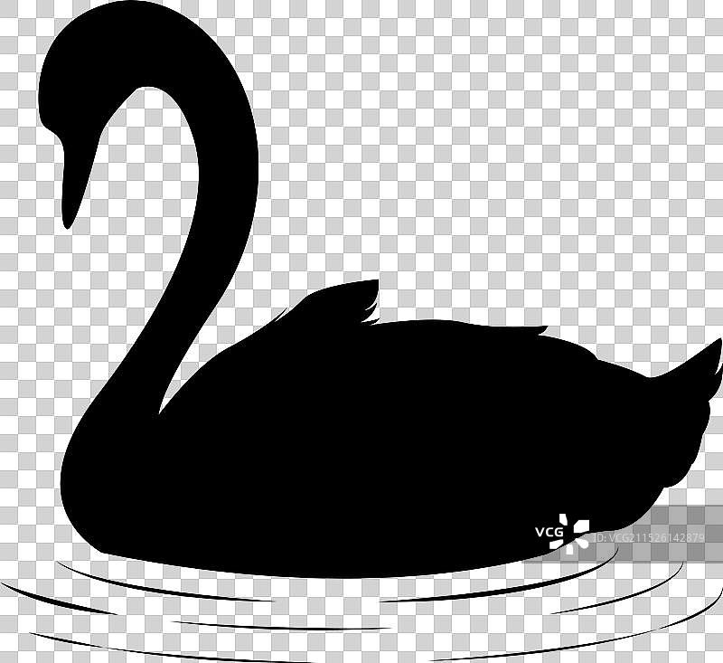 优雅的黑天鹅剪影图片素材