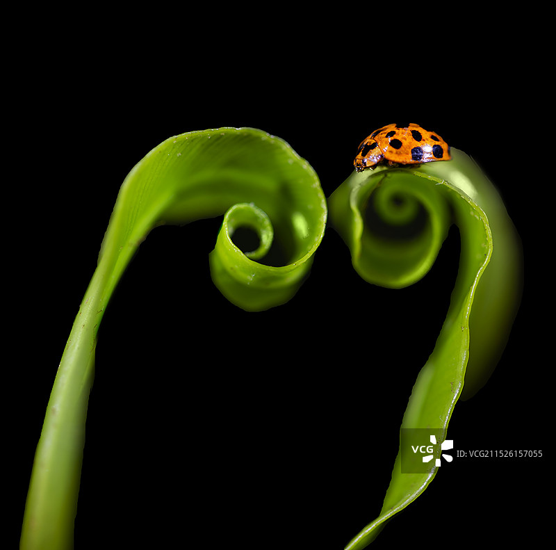 七星瓢虫图片素材