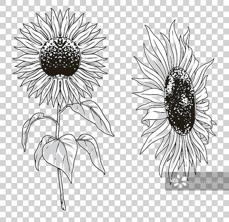 单色向日葵贴纸套装图片素材